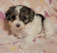 Cavapoo puppy