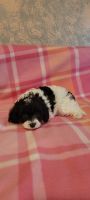 Cavapoo puppy