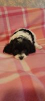 Cavapoo puppy