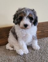Cavapoo puppy