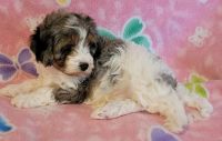 Cavapoo puppy