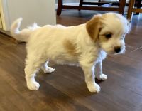 Beautiful home raised F1b Cavapoo puppies Born 10/11/23