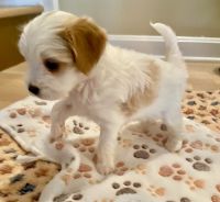 Beautiful home raised F1b Cavapoo puppies Born 10/11/23