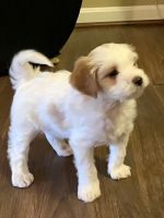 Beautiful home raised F1b Cavapoo puppies Born 10/11/23