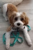 9 month old Cavapoo for sale