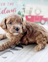 Dasher is available for sale