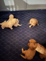 Cavapoo puppies