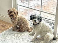 Darling Cavapoo Puppies