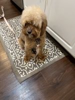 Cavapoo Puppies for sale in Stafford, Virginia. price: $1,950