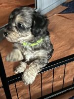 Adorable hand raised puppies