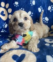 cavapoo puppies