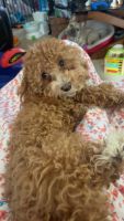 Adorable Male Cavapoo
