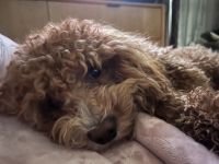 Adorable Male Cavapoo