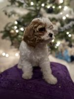 Cavapoo puppies