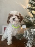 Cavapoo Puppies for sale in Orlando, Florida. price: NA