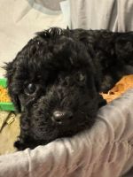 Toy Cavapoo Puppies