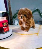 Sweet Cavapoo Puppies