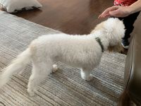 Neutered, house trained 9 month old