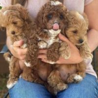 CAVAPOO PUPPIES