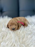 F1 Female Cavapoo puppy