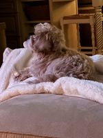 Cavapoo female pup for sale 14 weeks old