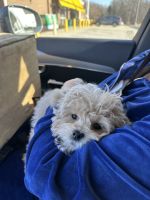 Cavapoo female pup for sale 14 weeks old