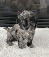 Darling Cavapoo Puppies