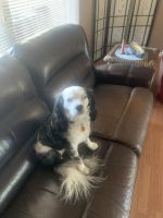 Beautiful cavalier blue Merrill