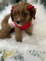 Cavapoo Puppies for sale in Tampa, Florida. price: $1,600
