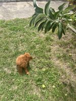 Cavapoo Puppies for sale in Rockdale, New South Wales. price: $4,000