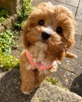 vet check cavapoo puppies for sale