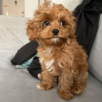 vet check cavapoo puppies for sale