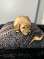 Cute cavapoos for sell