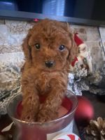 Cavapoo Puppies for sale in Providence, Rhode Island. price: $2,000