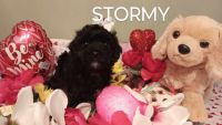 SOLD///////////F1B-/CAVAPOO/ West TN female