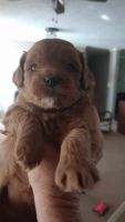 SOLD SOLD/Cavapoo female Scarlett