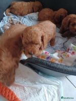Beautiful F1 Cavapoo puppies.