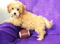 Quality Cavapoo Puppies