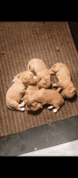 Cavapoo Puppies for sale in Sugarcreek, Ohio. price: $75,000