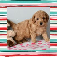 Cavapoo Puppies