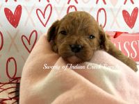 Sweety our F1 Registered Cavapoo Prince