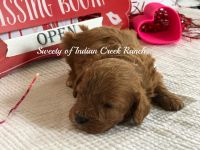Sweety our F1 Registered Cavapoo Prince