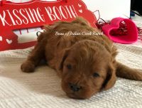 Beau our F1 Registered Red and White Cavapoo Prince