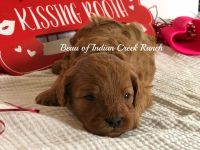 Beau our F1 Registered Red and White Cavapoo Prince