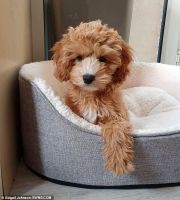 Available Lovely Cavapoo Puppies