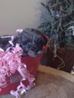 Adorable cavapoo puppies