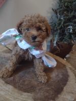 Adorable cavapoo puppies