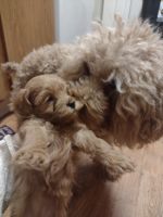Adorable cavapoo puppies