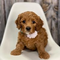 Cavapoo puppies available today