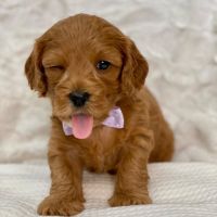 Cavapoo puppies available today